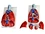 Anatomical lung and heart model